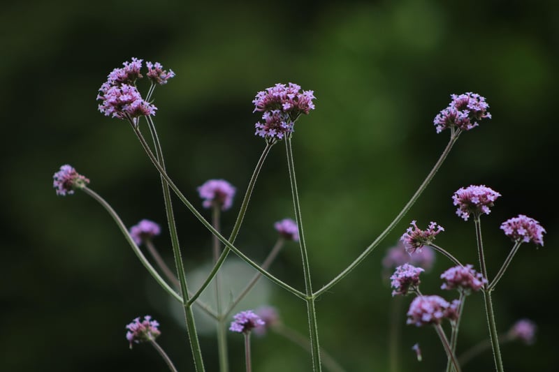 Bee-Friendly Flowers