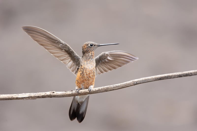 Hummingbird Havens