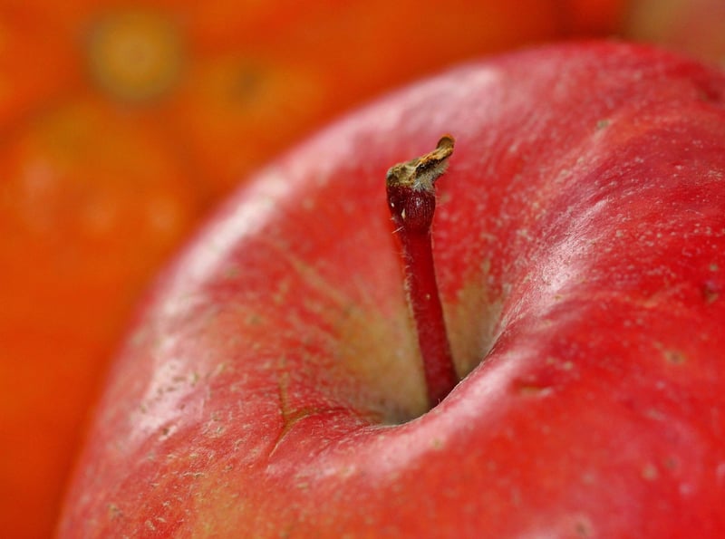 Apple Tree