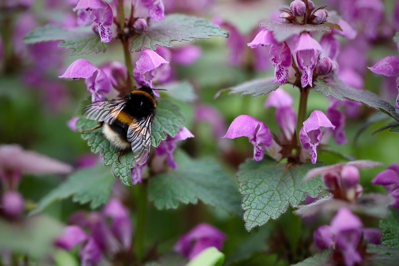 Bumblebee on a flower