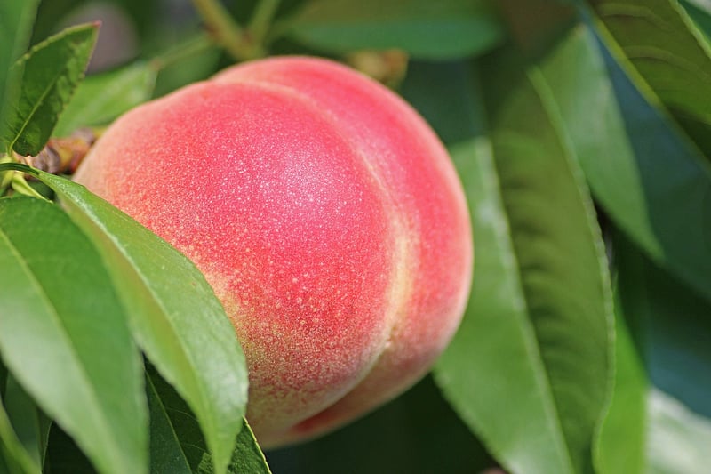 Peach Tree